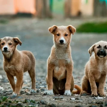 Three adorable puppies lined up on the ground represent dogs available at dog sellers in Chennai.