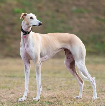 A dog stands attentively in the grass, its ears perked up and eyes alert, taking in the surroundings