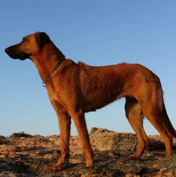 A Kombi dog stands on a rock and is known for its versatility, intelligence, and friendly nature.