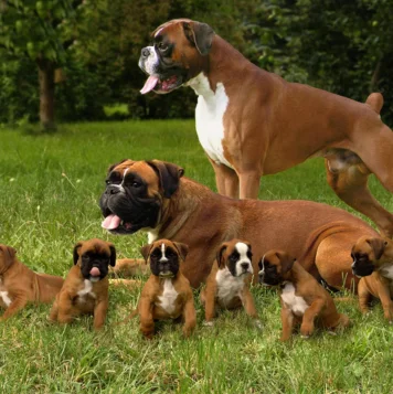 An adult dog surrounded by multiple playful puppies on the grass at Pet Care Services in Chennai.