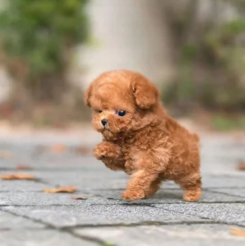 A joyful brown dog sprints across the grass, its tail wagging with pure, care free happiness.