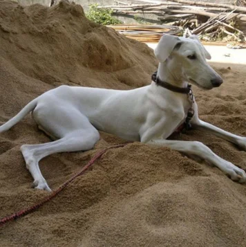 Puppies of Chippiparai are graceful, agile, and devoted they make loyal & affectionate pets beautiful