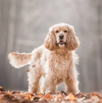 Three adorable Sweet Cocker Spaniel puppies are playfully happily walking in lush green grass.