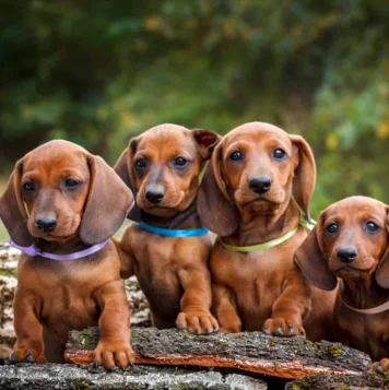 Five adorable dachshund puppies sitting together on a log at Dog Daycare Center in Pondicherry.