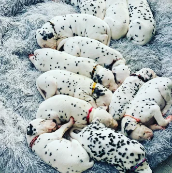 Puppies of Dalmatians are charming, lively, & full of play distinctive coats make them ideal friends