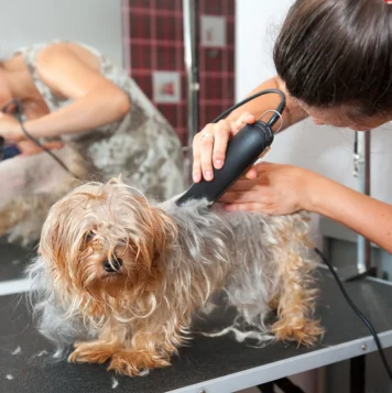 A woman is grooming a dog at a pet grooming salon, carefully brushing its fur and care of its needs.