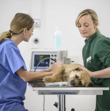 Two women wearing medical scrubs attentively checking a dog's health in a veterinary setting.