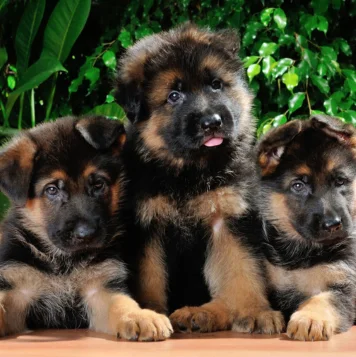 A loyal German Shepherd dog has an honorable demeanor & is intelligent, powerful, & protective.