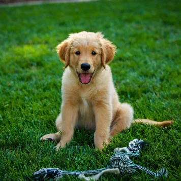 Best Golden Retriever Dog and Puppies For Sale in Coimbatore