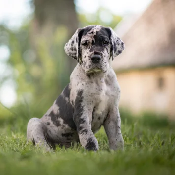 Majestic Great Dane puppy standing proudly on a hill, showcasing its graceful stature and gentle nature.