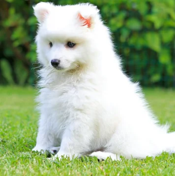 Indian Spitz is little, floppy, energetic, & full of fun they are the perfect companions & disposition