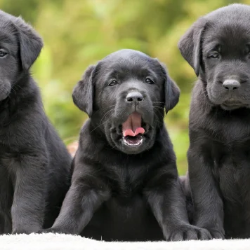 Labrador Retrievers loyal nature and playful spirit make them the ultimate family companions.