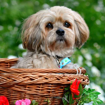 Adorable pup nestled in a wicker basket, surrounded by vibrant blooms, pure joy in every petal