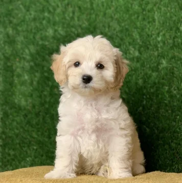 Adorable and hypoallergenic designer Maltipoo dogs, combining the best traits of Maltese and poodles