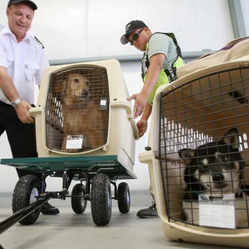 A dog carrier is being loaded onto an airplane for the pet's relocation to its new home safely.