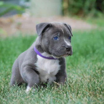 This adorable gray and white pup, sporting a chic purple collar, is full of playful charm.