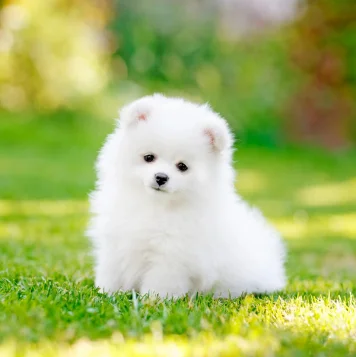 A joyful small brown dog sprints across the ground, radiating pure happiness and energy.