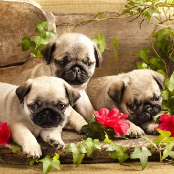 Three adorable pug puppies resting on a log, surrounded by vibrant flowers, pure cuteness