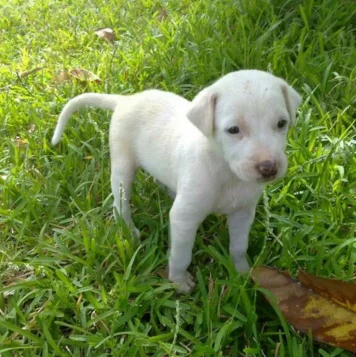 A cute white puppy stands in the grass,  playfully exploring a fallen leaf with curiosity.