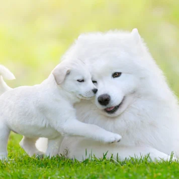 A cute white dog and puppy share a serene moment, basking in the peaceful outdoor sunshine.