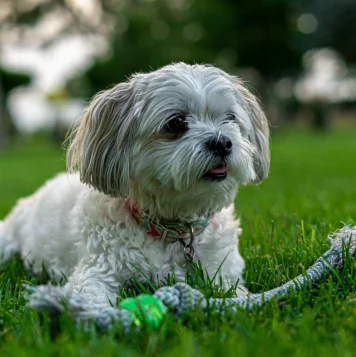 Adorable and affectionate, Shih Tzu puppies are small bundles of joy with a lively and playful nature