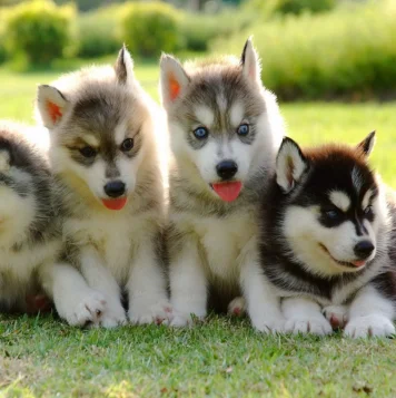 A group of playful Siberian Husky puppies with striking blue eyes is known for their friendly nature.