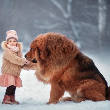 Tibetan mastiffs, symbolizing loyalty and protection as majestic guardians with a strong spirit